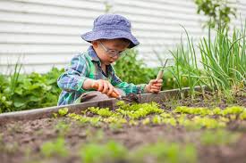 Child Gardening In Vegetable Garden