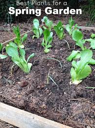 Spring Garden Vegetables To Plant Now