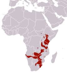 They are found throughout ethiopia and kenya. Plains Zebra Wikipedia