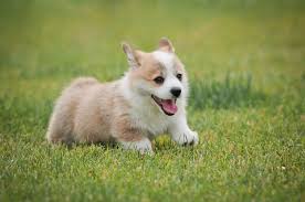 If you don't already have one on your dog wish list, these photos might. How To Prepare For A Pembroke Welsh Corgi Puppy Dog Ownership Wag