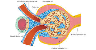 Get An Overview Of Kidney Cells Cusabio