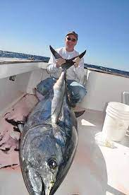 blue black or yellowfin tuna pick