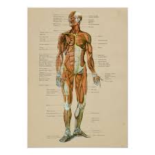 Vintage Human Muscle Anatomy Chart Anterior