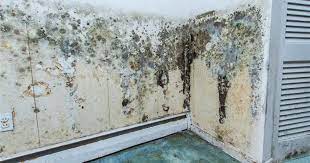 How To Remove Mold From A Interior Wall