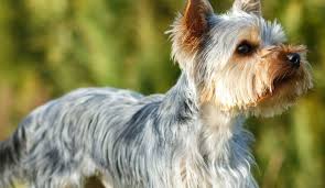 yorkshire terrier breed traits facts