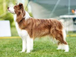 border collie dog breed ukpets