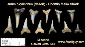 Fossil Shark Tooth Identification For Calvert Cliffs Of