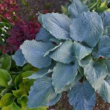 shadowland diamond lake hosta