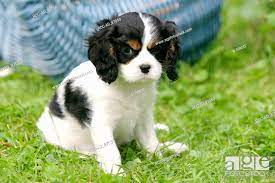 cavalier king charles spaniel puppy