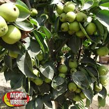 low chill fruit trees perfect for arizona