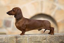 Browse thru our id verified puppy for sale listings to find your perfect puppy in your area. Dachshund Min Smooth Haired Breeds A Z Kennel Club