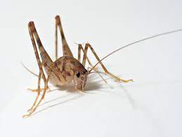 Cave Cricket Facts Are They Dangerous