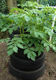To Grow Potatoes In Containers Choose