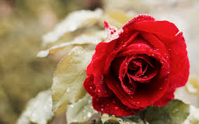 free photo beautiful red rose alive