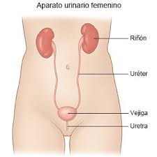 infección del tracto urinario en