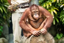 Последние твиты от animals indonesia (@animals_id). Come To Interact With Native Animals Of Indonesia In Bali Safari Park Safaribaliticket