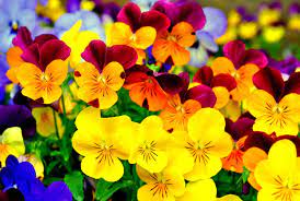 Pansy HD Wallpapers