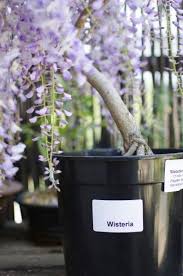 It should be planted near a fence, trellis or other landscape structure where it can be trained. Transplanting Wisteria Plants How To Transplant Wisteria Vines