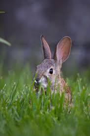 rascally rabbits how to keep bunnies