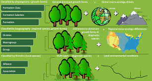 Natural Vegetation Classification The U S National
