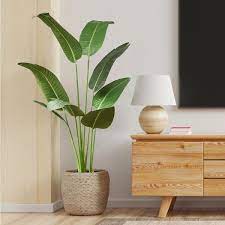 tall plants for living room decor