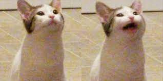 The images have been used to create videos in which the cat lip syncs various songs, similar to baby. Unedited Pop Cat Unedited Pop Cat Pop Cat Know Your Meme