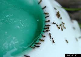 tiny ants on your kitchen counter