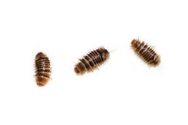 how to get rid of carpet beetles my