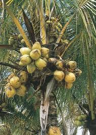 lowe s coconut palm in 2 25 gallon s