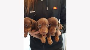 Find dachshund in dogs & puppies for rehoming | find dogs and puppies locally for sale or adoption in canada : Kc Registered Miniature Dachshund Puppies Off 71 Www Usushimd Com