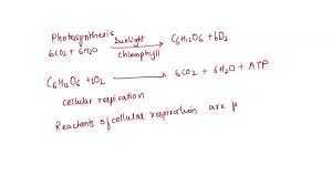 Reactants For Cellular Respiration