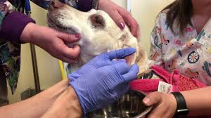 ear hematoma surgery in a dog aural