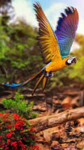 macaw bird brazil hd phone wallpaper