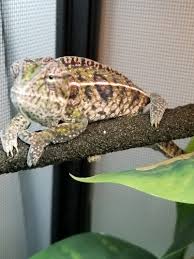 carpet chameleon breeding questions
