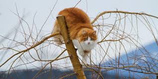 How To Keep A Cat From Climbing A Tree