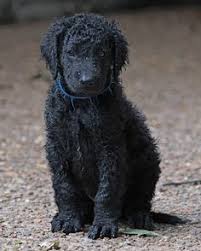 Labrador x curly coat retriever puppies. 51 Funny Dogs Ideas Dogs Dog Breeds Breeds