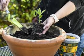 Beginner S Guide To Container Gardening