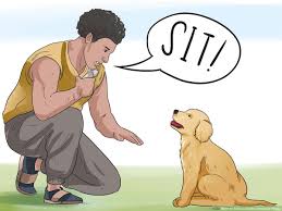 train a golden retriever puppy