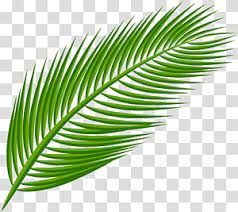 palm leaves transpa background png