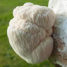 Lion's Mane Grain Master Bag — Fungi ...