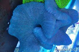 blue sand carpet anemone