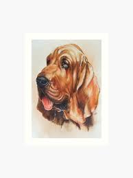 Bloodhound Portrait In Color Art Print