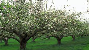 how to prune an apple tree and when