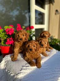 red toy poodle puppy in melbourne
