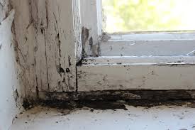 Black Mould On Windows What Causes It