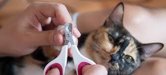 how to trim your cat s nails