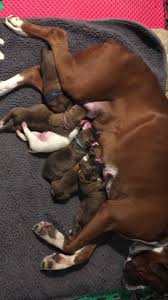 Puppies for sale at affordable prices shipped store to store for convenient pickup. A J S Boxer Baby S Kennel Home Facebook