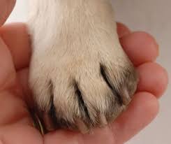 t your dog s nails country