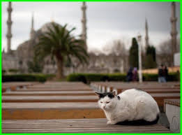 Percakapan bahasa arab tentang ta'aruf (perkenalan) dan artinya. Nama Kucing Jantan Dan Betina Yang Bagus Bahasa Arab Dunia Fauna Hewan Binatang Tumbuhan Hewan Kucing Binatang
