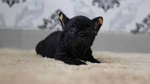 Hand painted emulation frenchie figurines. French Bulldog Puppies Black Brindle Super Cute Youtube